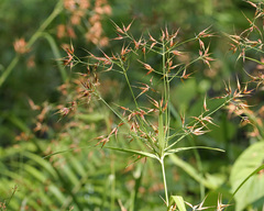 Rhynchospora inundata