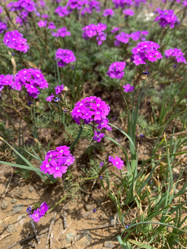 Foto de Verbena