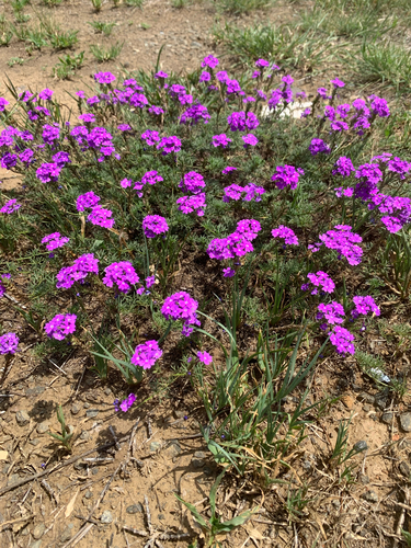 Foto de Verbena