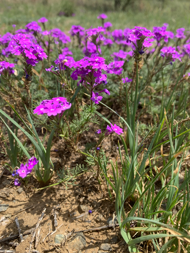 Foto de Verbena