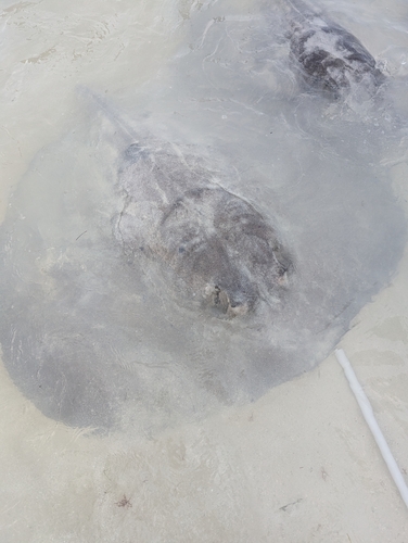 Caribbean Whiptail Stingray, Belize, photo 10 of 10
