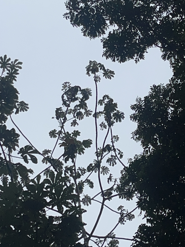Foto de Embaúba