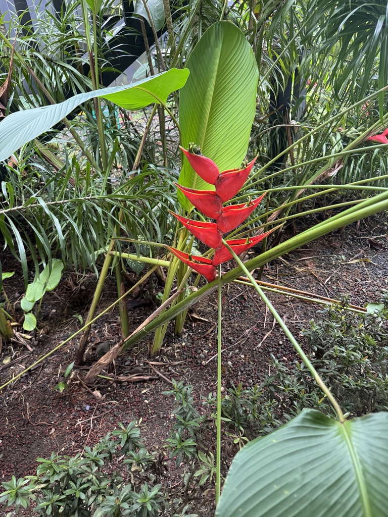 Foto de Bananeira-de-jardim