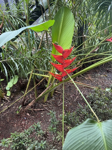 Bananeira-de-jardim
