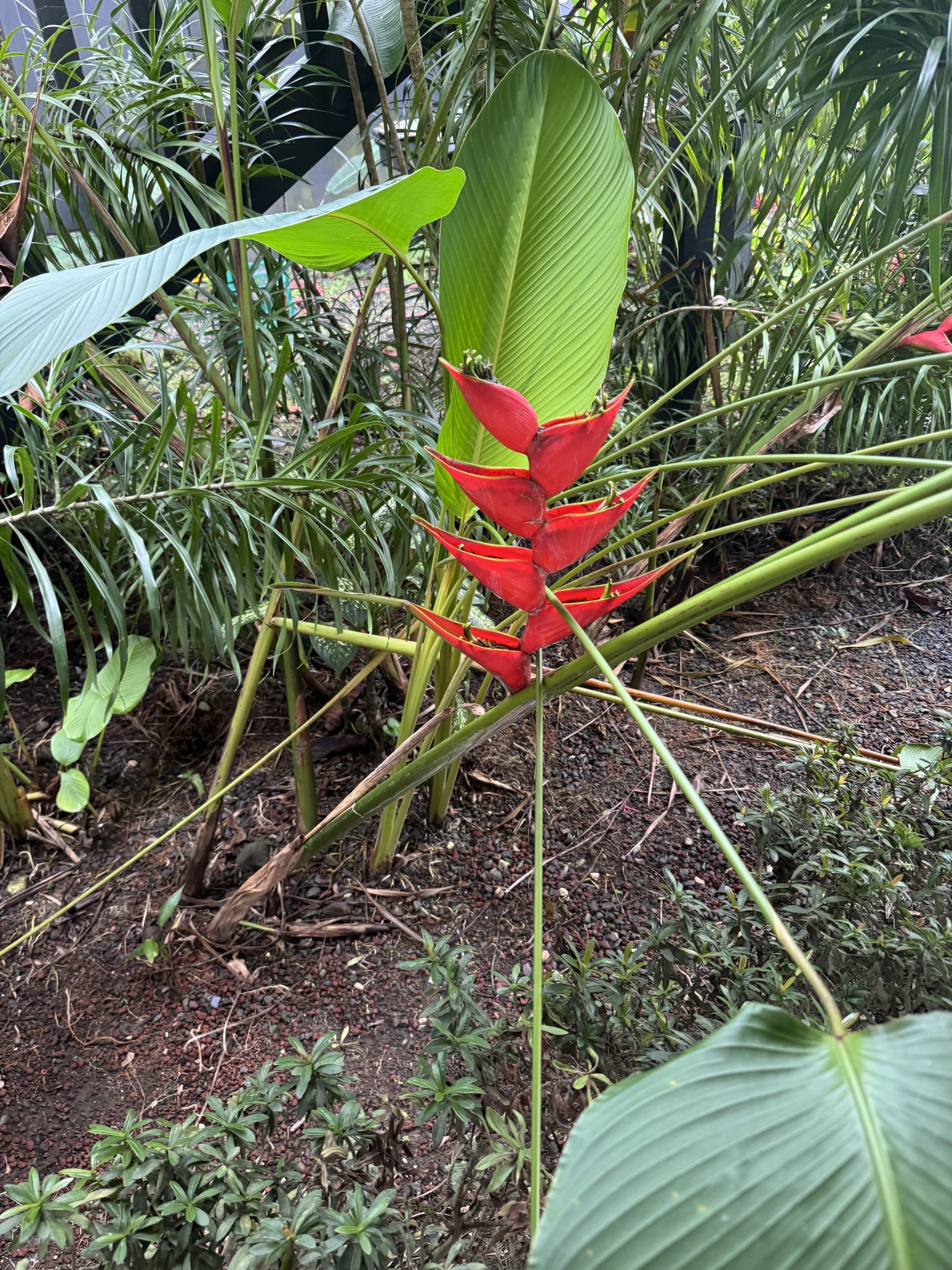 Imagem de Bananeira-de-jardim