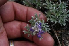 Lupinus breweri breweri