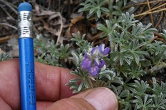 Lupinus breweri breweri
