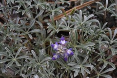 Lupinus breweri breweri