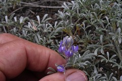 Lupinus breweri breweri
