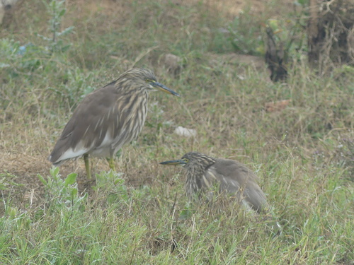 Indian Pond-Heron