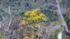 Vochysiaceae