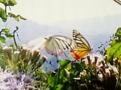 Delias eucharis