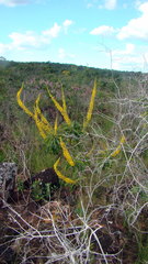 Vochysiaceae