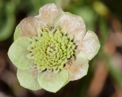 Berlandiera subacaulis