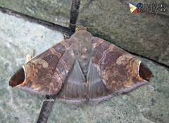 Pindara illibata