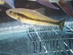 Golden Arrow Mahseer photo 2