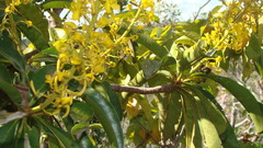 Vochysiaceae