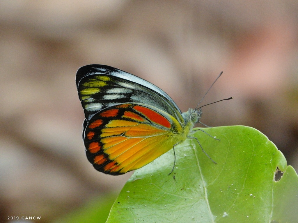 Cepora temena