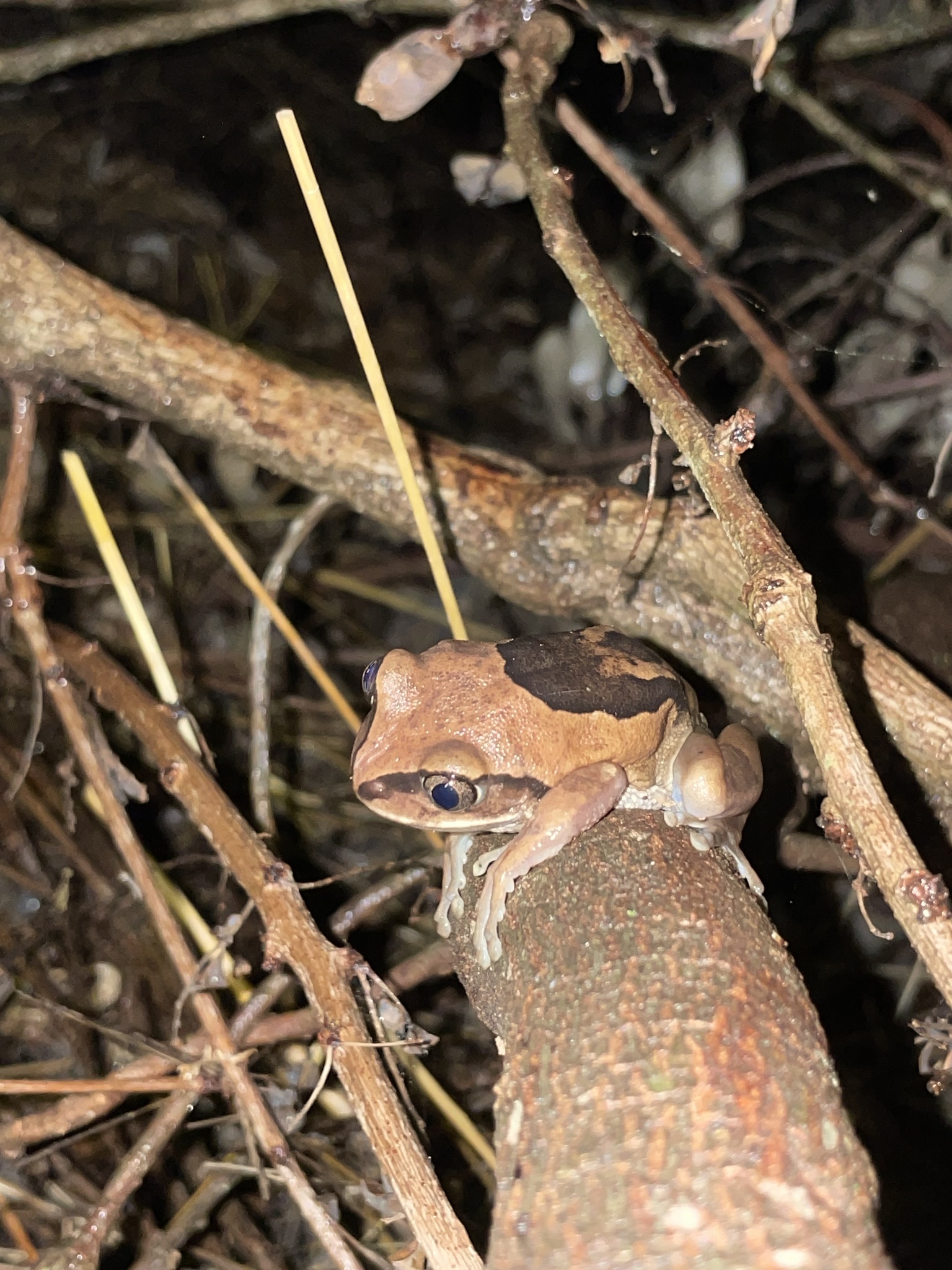 Leptopelis mossambicus Poynton, 1985
