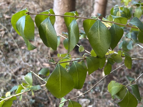 Foto de Ligustro