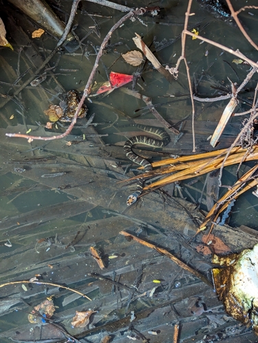 Jack’s Water Snake, Homalopsis mereljcoxi