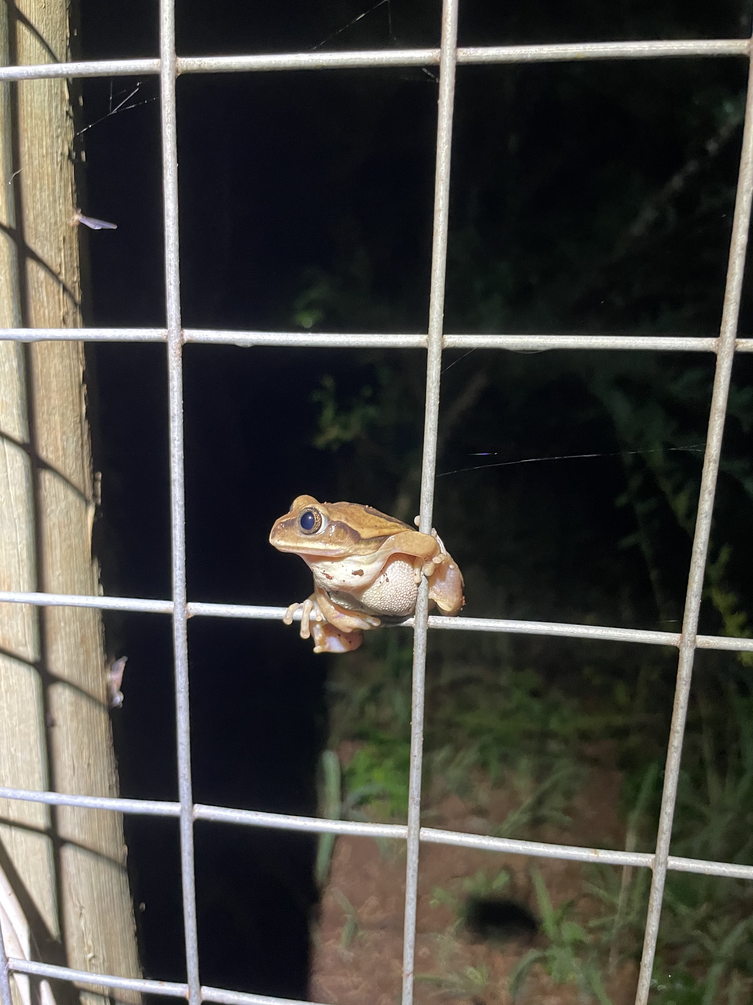 Leptopelis mossambicus Poynton, 1985