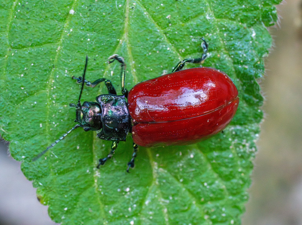 Agrosteella