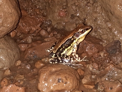 Hydrophylax bahuvistara