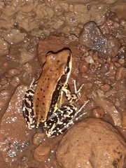 Hydrophylax bahuvistara