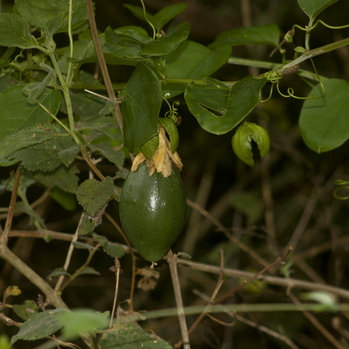 Foto de Maracujá-Doce