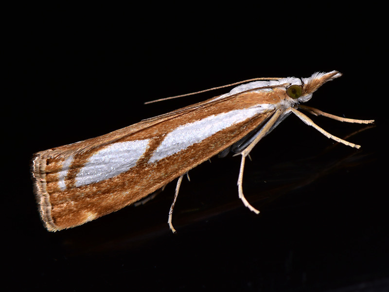 Catoptria europaeica