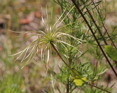 Clematis reticulata