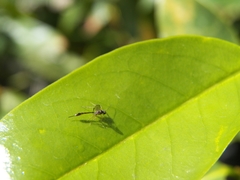 Anomalon reticulatum