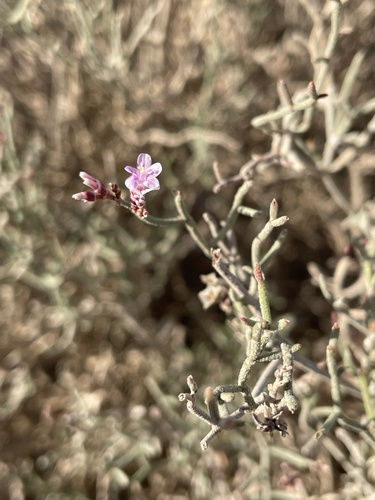 Limonium pruinosum, photograph 6