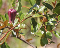 Clematis reticulata
