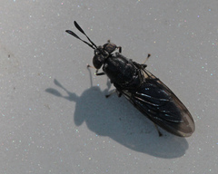 Hermetia sexmaculata