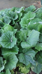 Tussilago farfara