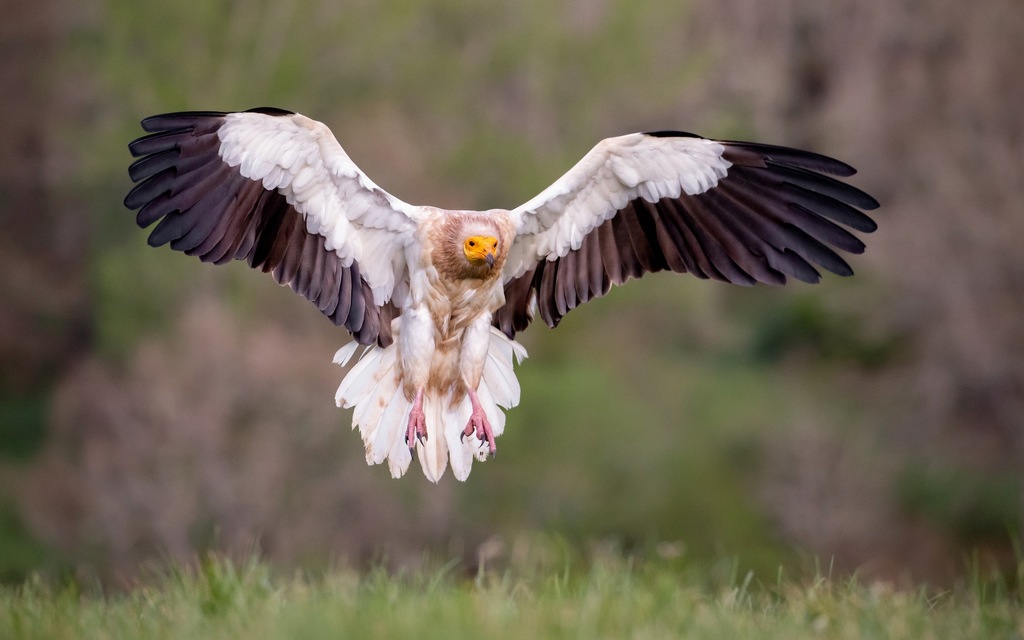 Egyptian Vultures