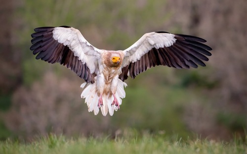 Vautour percnoptère
