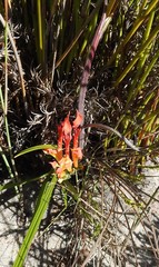 Babiana ringens australis