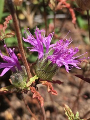 Monardella sinuata nigrescens