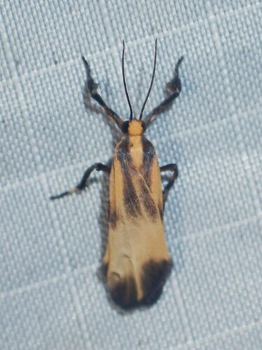 Lycomorphodes tortricina