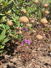 Monardella sinuata nigrescens