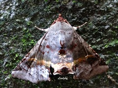 Targalla subocellata