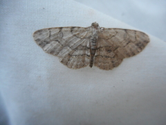 Iridopsis larvaria
