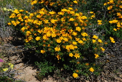 Gorteria integrifolia