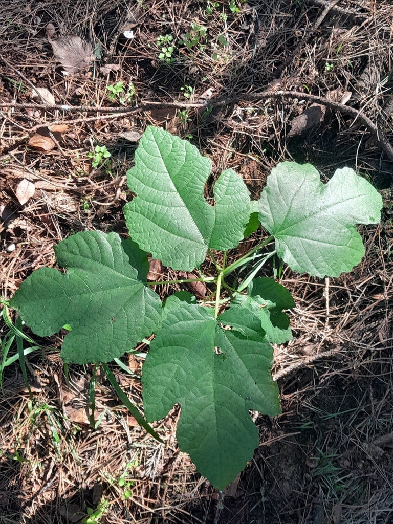 Common fig