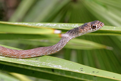 Masticophis flagellum flagellum