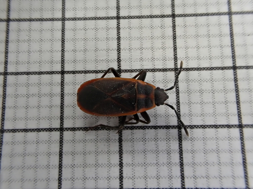 Redtrim Bug