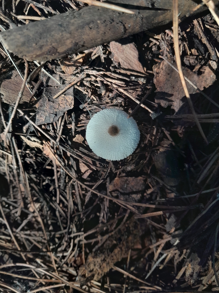 Lépiote de Brébisson